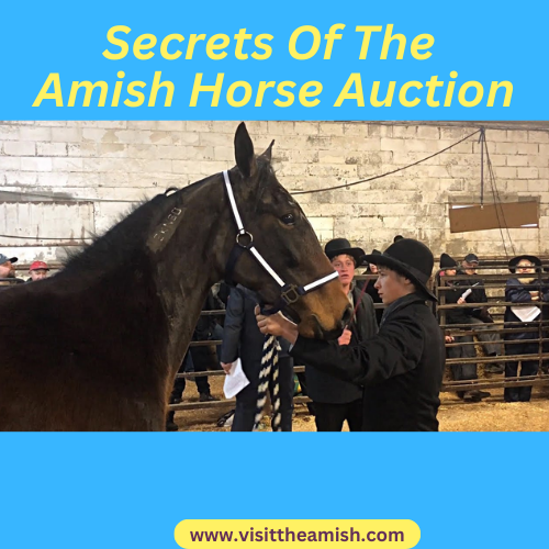 Secrets Of Amish Horse Auctions Visit The Amish
