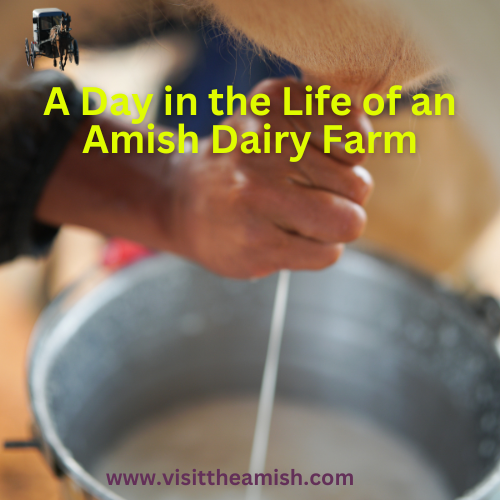 A Day in the Life of an Amish Dairy Farm