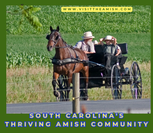 Lowcountry-Meets-Lancaster-Inside-South-Carolinas-Thriving-Amish-Community