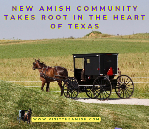 Pecan Pies and Porch Swings: Texas's Unexpected Amish Oasis