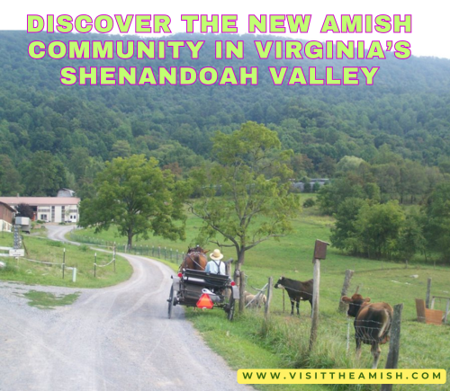 The new Amish settlement occupies several hundred acres of gently rolling terrain. The distinctive whitewashed houses, red barns, and quilt-draped clotheslines make a striking contrast to the sprawling cattle farms of their neighbors. The climate may be milder here, but the spirit of cooperation and simplicity is the same.