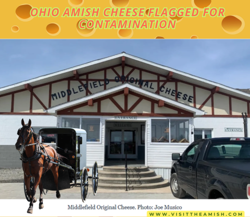Ohio Amish Cheese Flagged for Contamination.